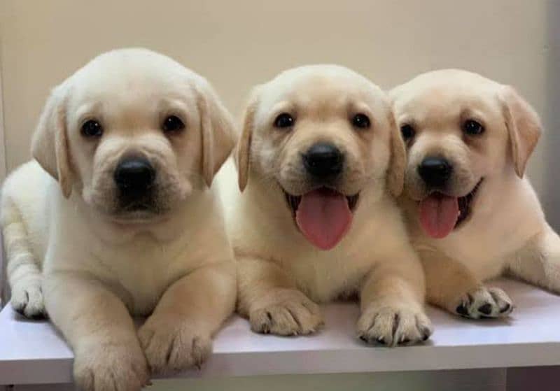 Labrador puppies 03361777030 0