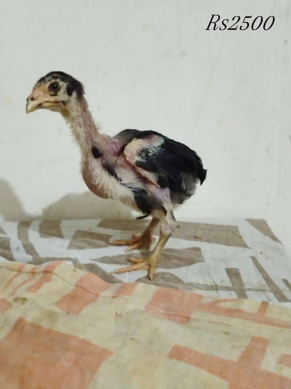 Thai bunnet chicks and fertile eggs are available 5