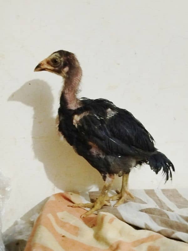 Thai bunnet chicks and fertile eggs are available 6