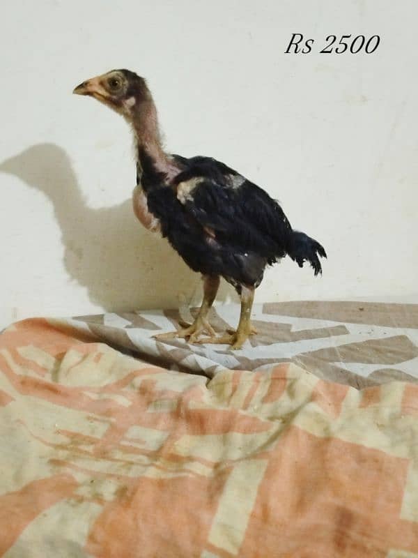 Thai bunnet chicks and fertile eggs are available 7