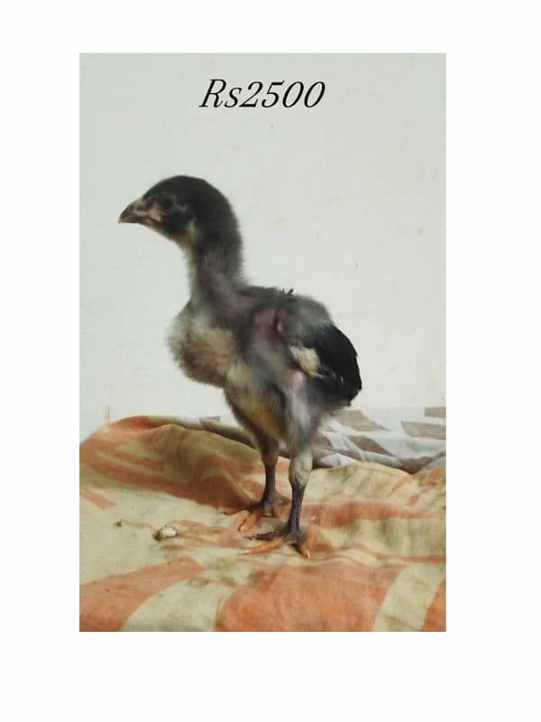 Thai bunnet chicks and fertile eggs are available 10