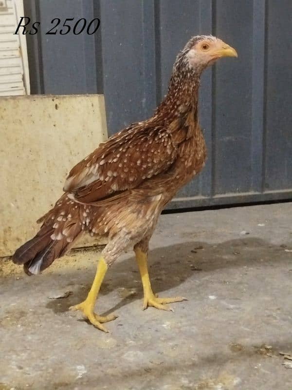 Thai bunnet chicks and fertile eggs are available 11