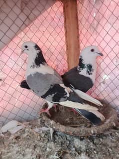 sharazi barrder pair for sale