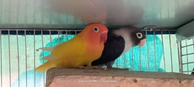 Java | Love birds