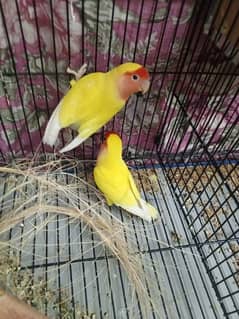 Lutino Breeder Pair