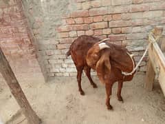 healthy and active bakri