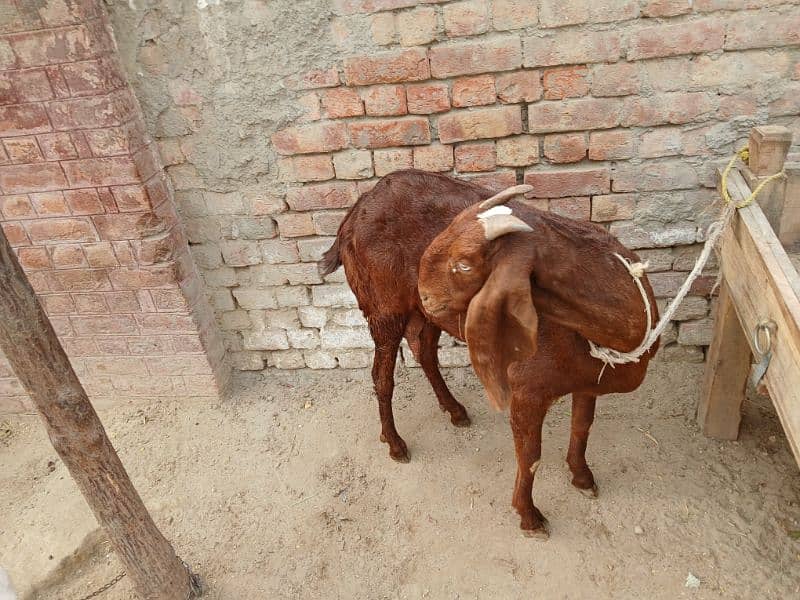 healthy and active bakri 0