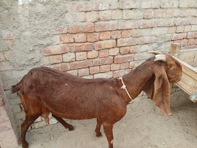 healthy and active bakri 1