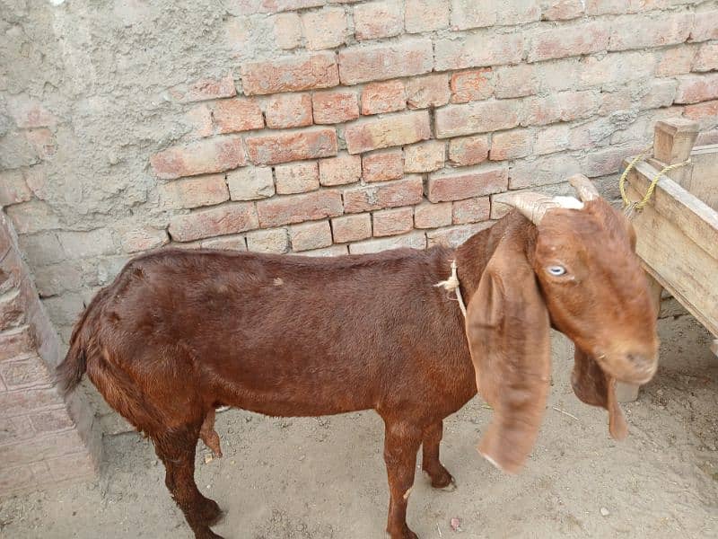 healthy and active bakri 3