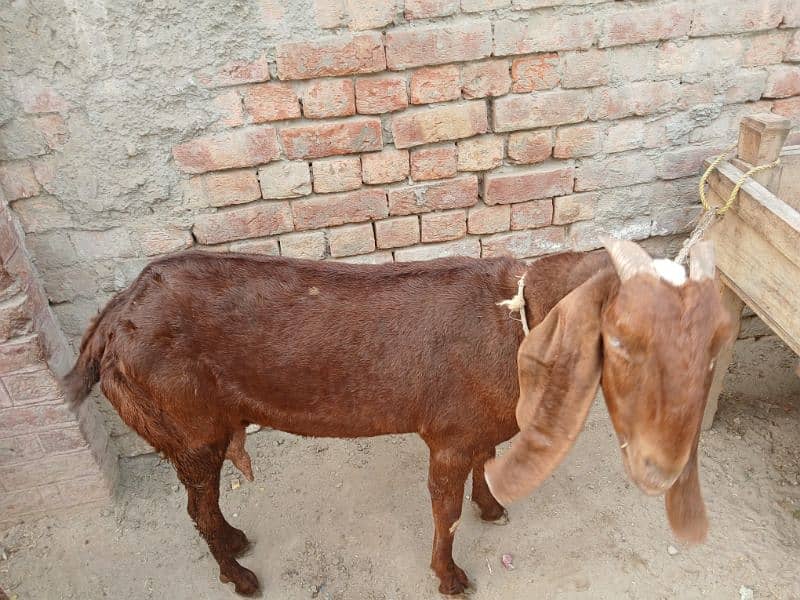 healthy and active bakri 5