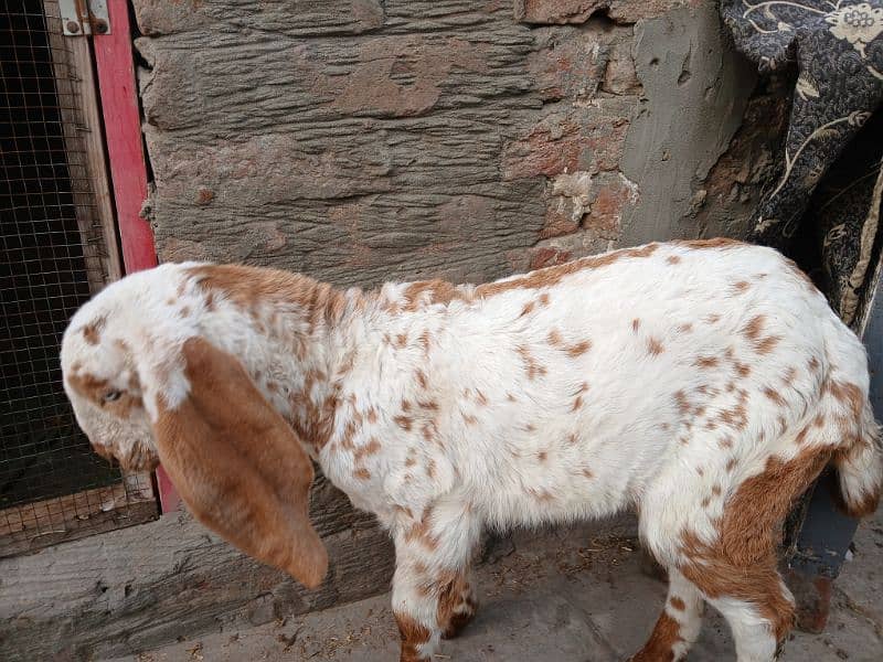 healthy and active bakri 7