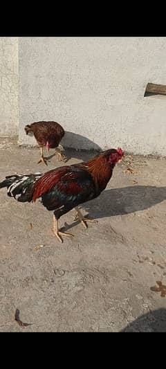 Aseel pair For Sale