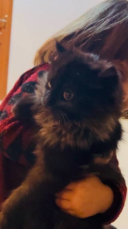 Persian kitten Black triple coat 1