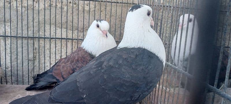 black and brown karbalai pair 0