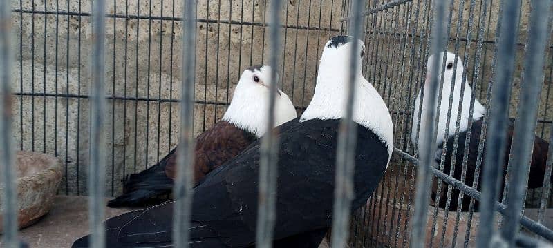 black and brown karbalai pair 1