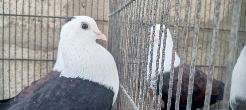 black and brown karbalai pair 2