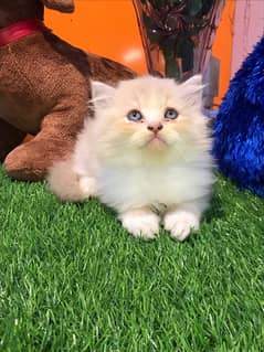 HIGH quality helthy kittens for sale triple coat punch face"CASH ON DE