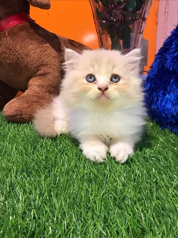 HIGH quality helthy kittens for sale triple coat punch face"CASH ON DE 2