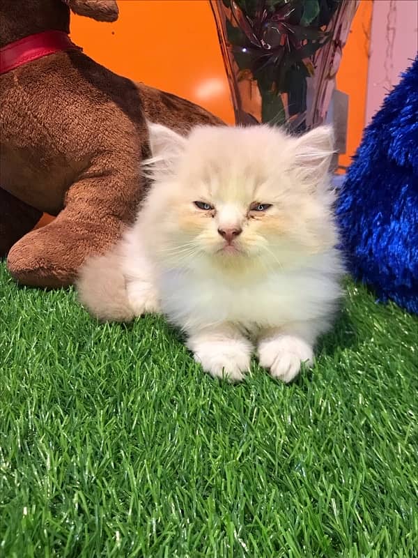 HIGH quality helthy kittens for sale triple coat punch face"CASH ON DE 3