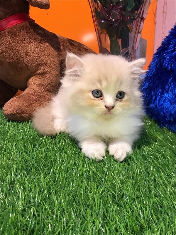 HIGH quality helthy kittens for sale triple coat punch face"CASH ON DE 4