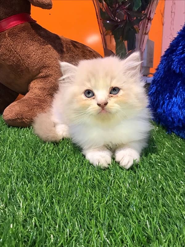 HIGH quality helthy kittens for sale triple coat punch face"CASH ON DE 5