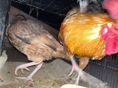 Aseel hen and desi rooster available for sale