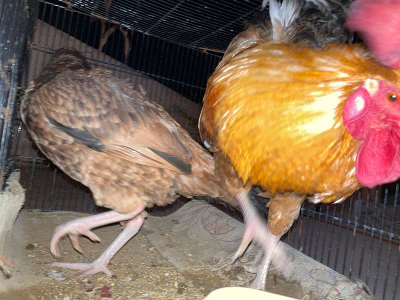 Aseel hen and desi rooster available for sale 0