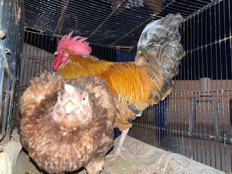 Aseel hen and desi rooster available for sale 1