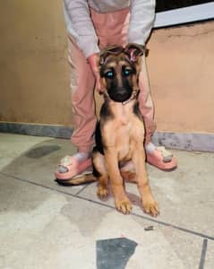 German Shepherd Female