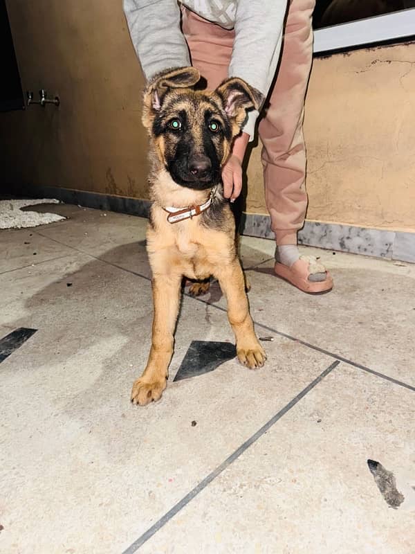 German Shepherd Female 2