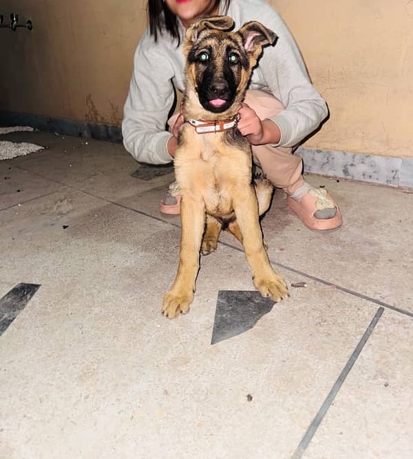 German Shepherd Female 4