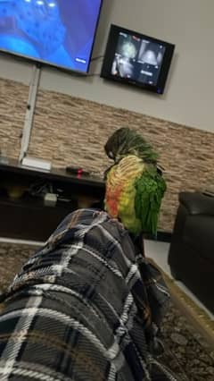 beautiful conure handtamed pair