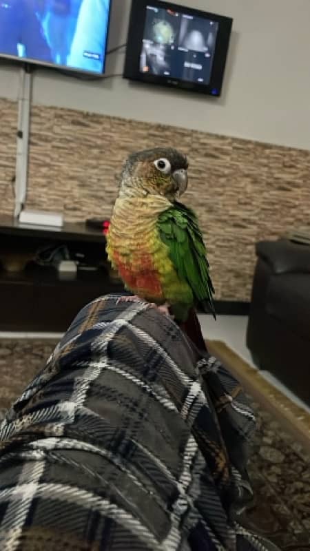 beautiful conure handtamed pair 1