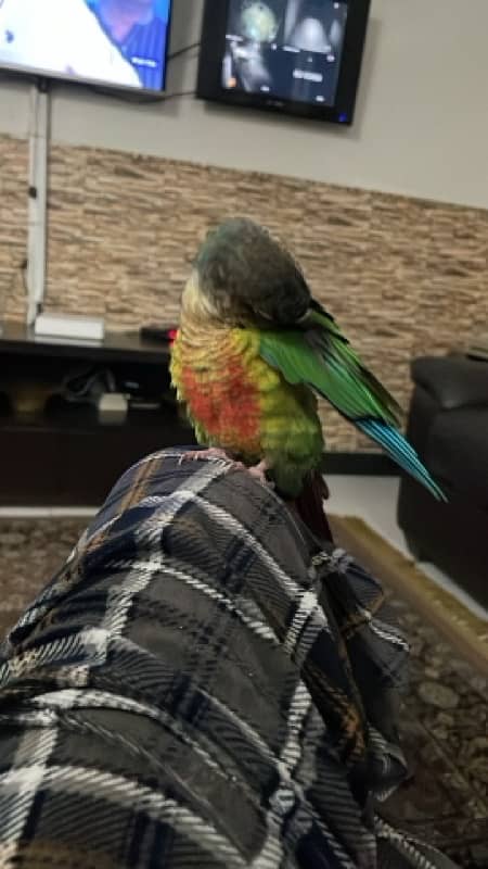 beautiful conure handtamed pair 2