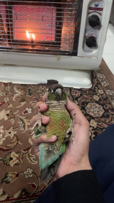 beautiful conure handtamed pair 4