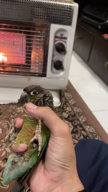 beautiful conure handtamed pair 5