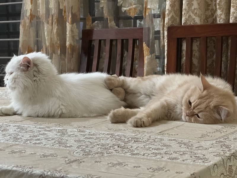 persian male cats for sale 0