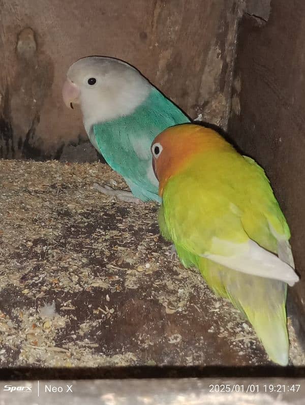 Love Birds 0