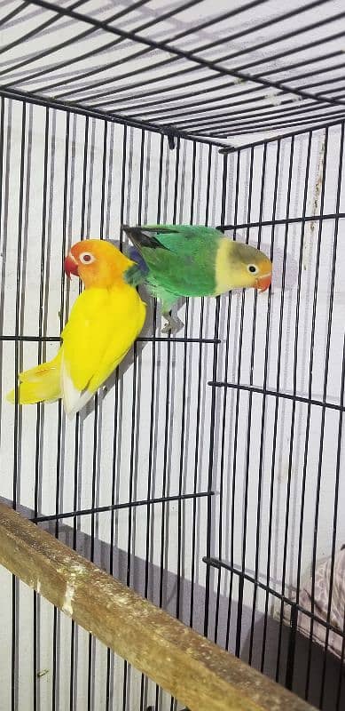 love bird with eggs parblue × lutino red eye 0