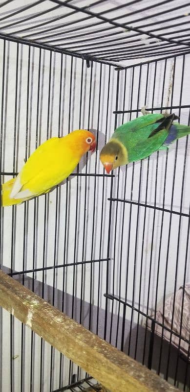 love bird with eggs parblue × lutino red eye 1