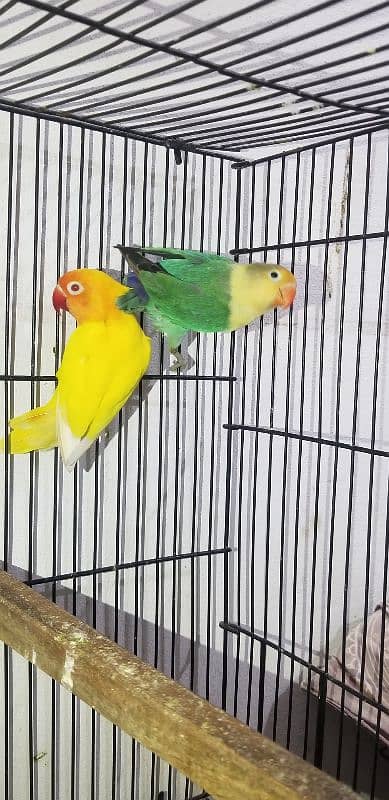 love bird with eggs parblue × lutino red eye 3