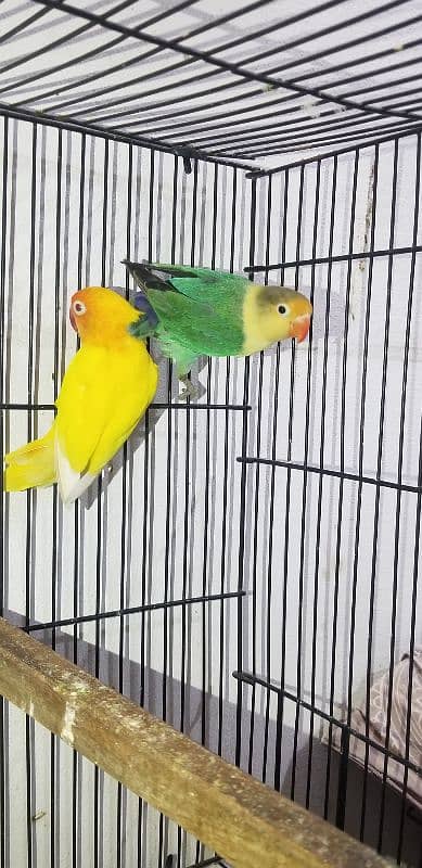 love bird with eggs parblue × lutino red eye 4