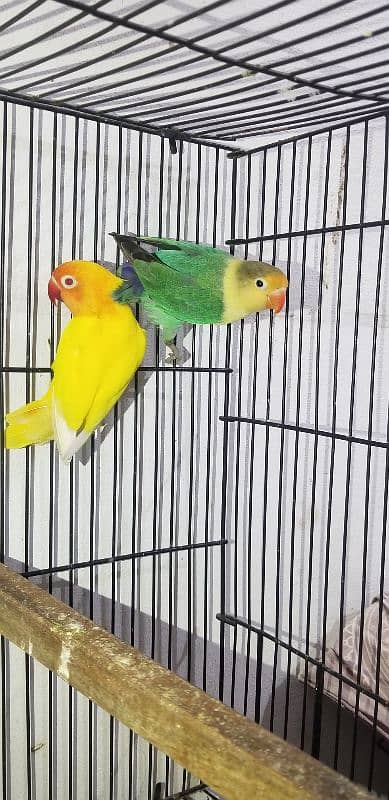 love bird with eggs parblue × lutino red eye 6