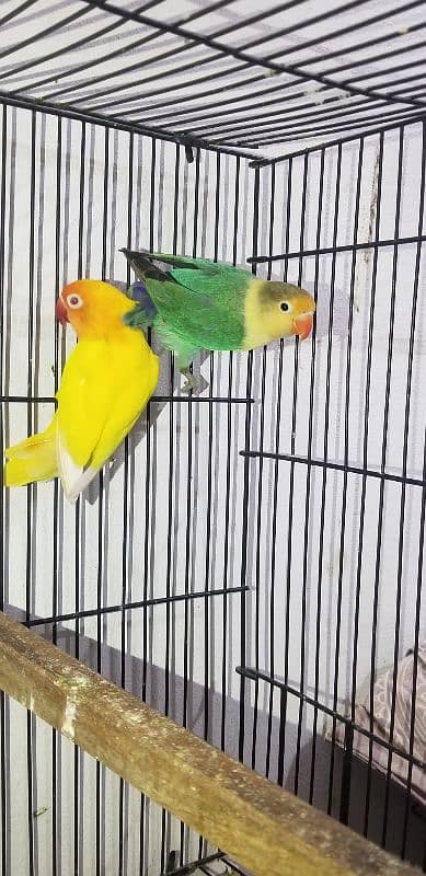 love bird with eggs parblue × lutino red eye 7