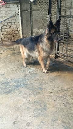 GSD long Cot 2 Breeder Females