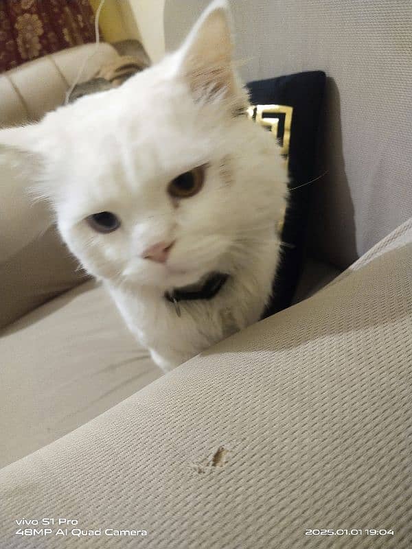 PERSIAN WHITE MALE CAT URGENT FOR SALE 0