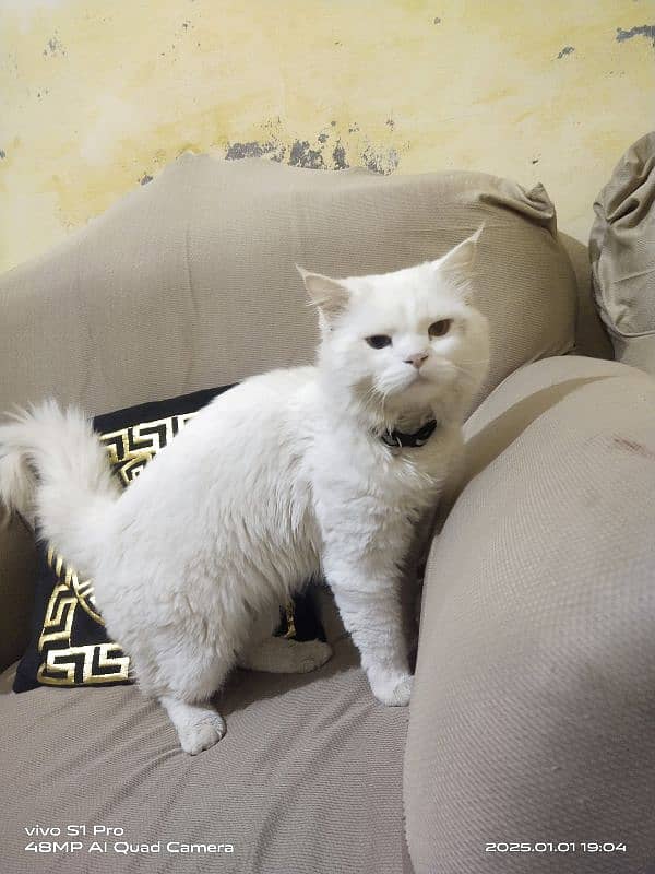 PERSIAN WHITE MALE CAT URGENT FOR SALE 1