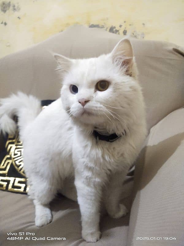 PERSIAN WHITE MALE CAT URGENT FOR SALE 2