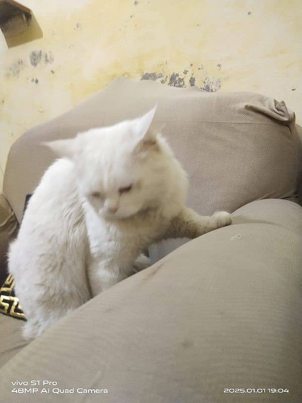 PERSIAN WHITE MALE CAT URGENT FOR SALE 3