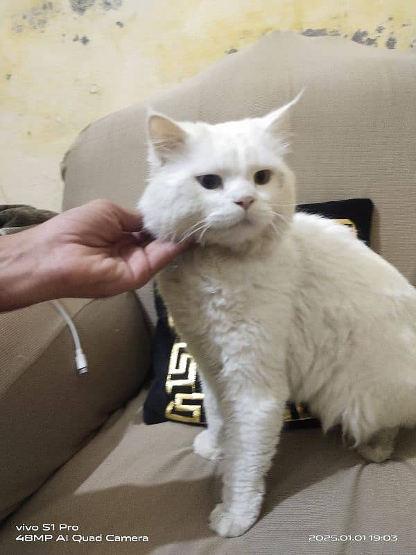 PERSIAN WHITE MALE CAT URGENT FOR SALE 4